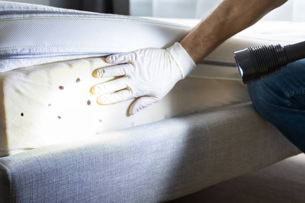Best Mosquito Control Services  in Black Earth, WI