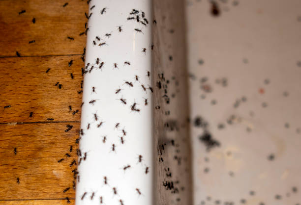 Best Pest Inspection Near Me  in Black Earth, WI