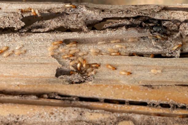 Reliable Black Earth, WI Pest Control Solutions